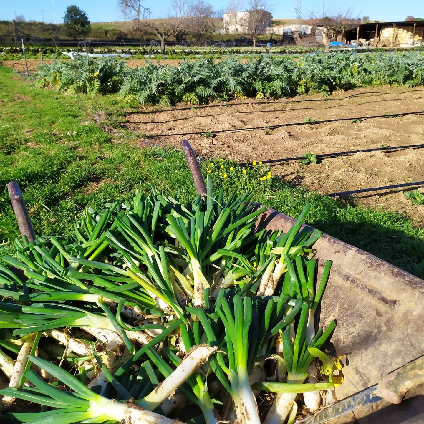 Calçots frescos