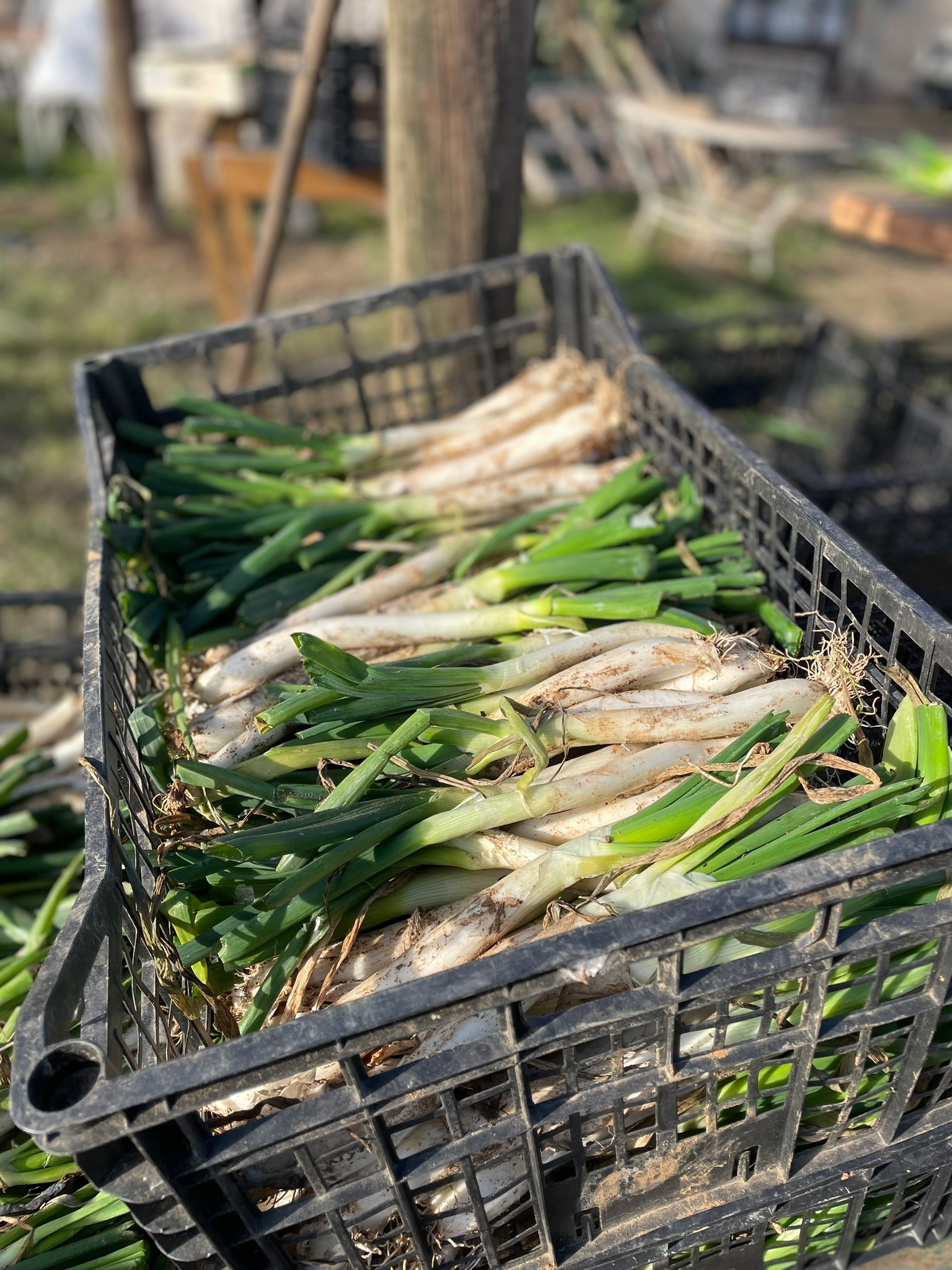 calçots de valls